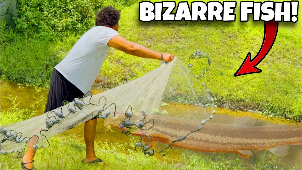 I Found BIZARRE Exotic Fish in 3 Creeks…