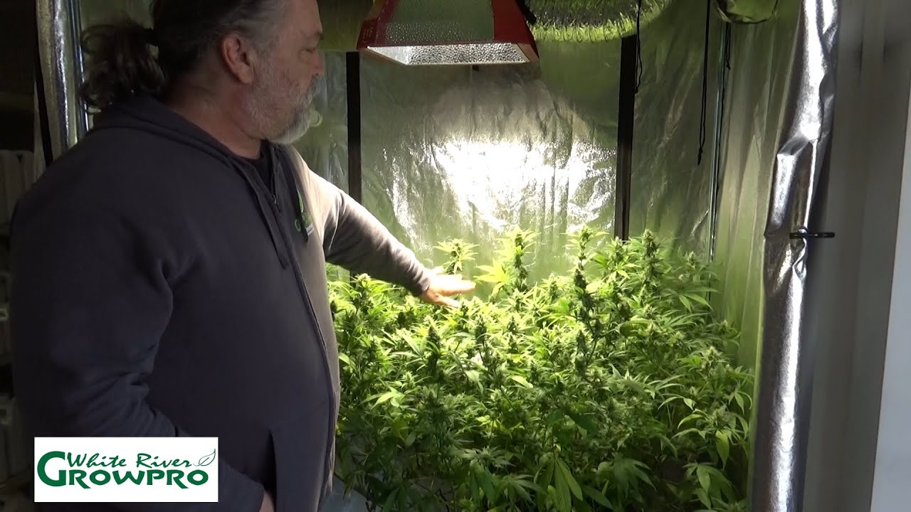 Introduction to Scrogging