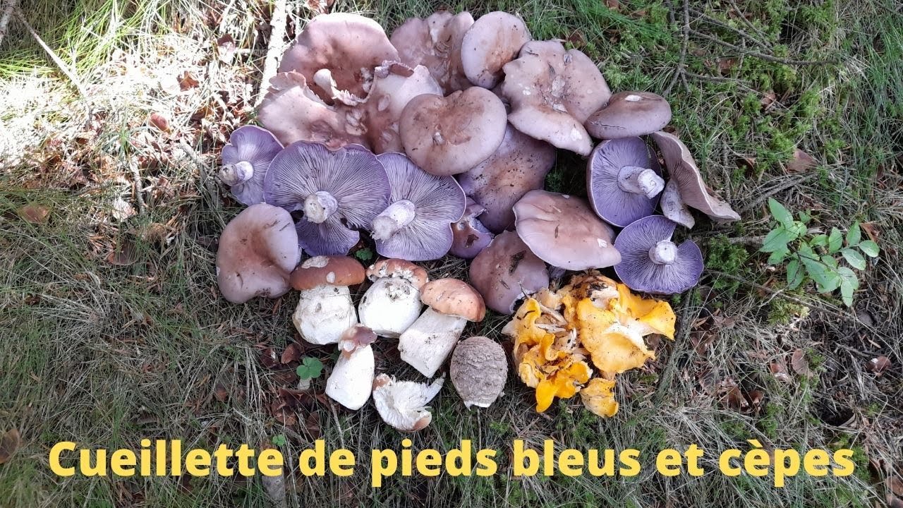 Cueillette de pieds bleus et cèpes