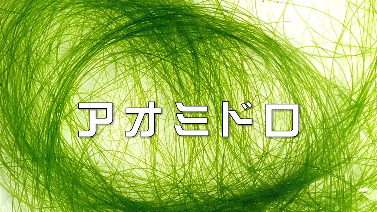 アオミドロ