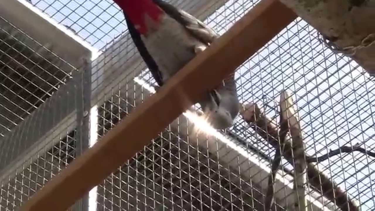 Żako kongijskie - Psittacus erithacus erithacus