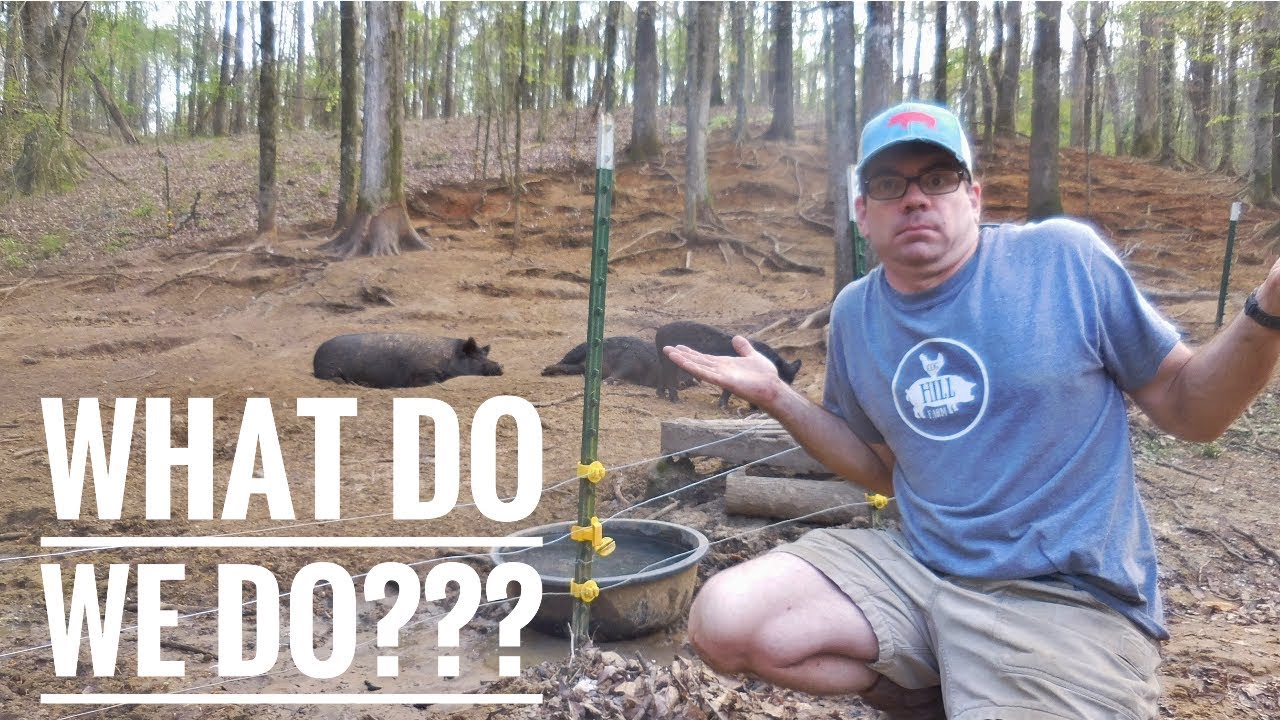 WHAT HAPPENS To The Farm When We Are AWAY? (Who Does It)