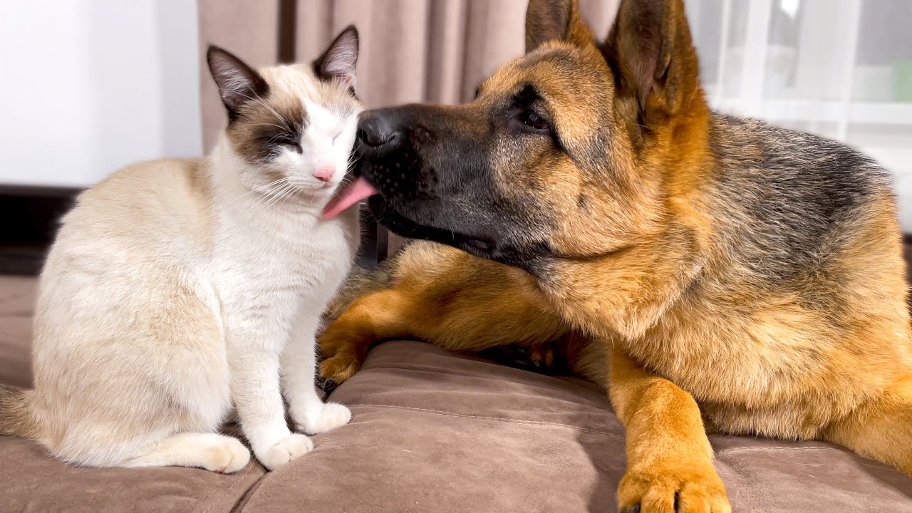 German Shepherd Who Loves Сats!