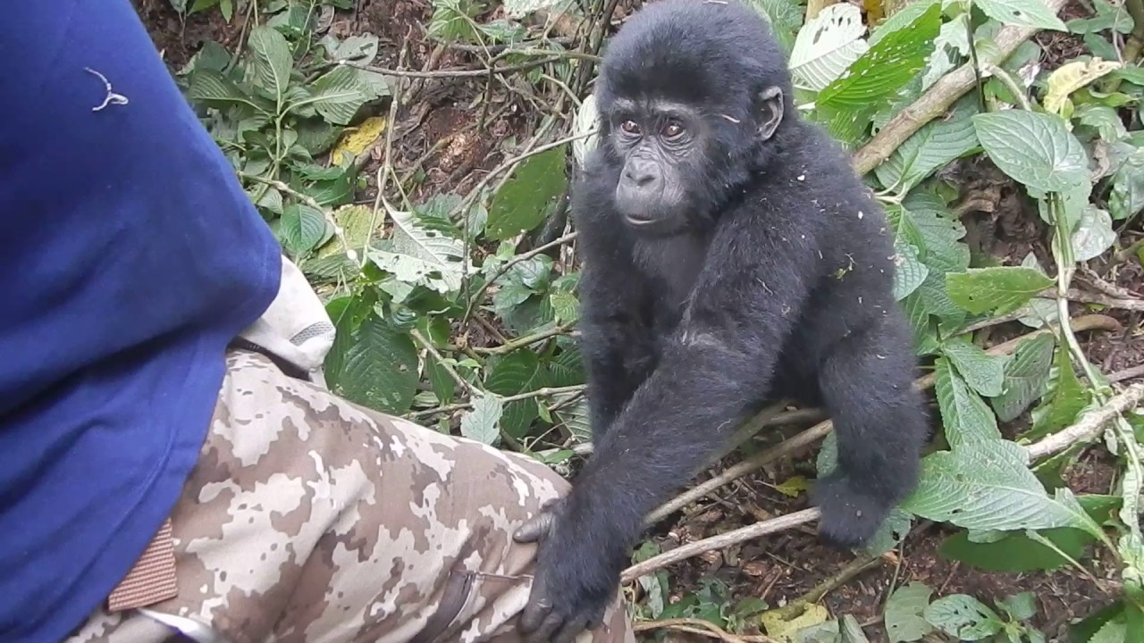 Mountain Gorillas with self drive car rental safaris in Uganda
