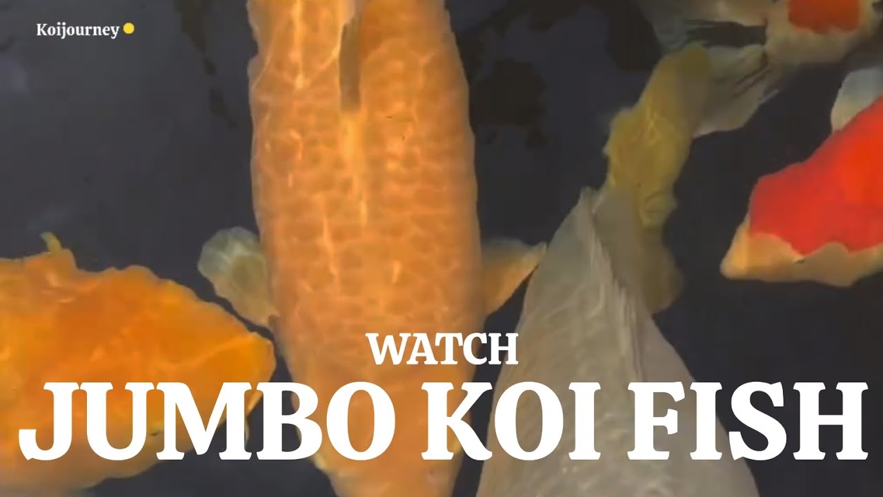 Ultimate Guide to Stunning Koi: Expert Tips and Breathtaking Footage!
