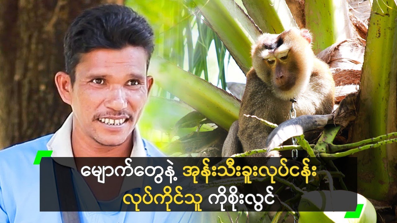 မျောက်တွေနဲ့ အုန်းသီးခူးလုပ်ငန်း လုပ်ကိုင်သူ ကိုစိုးလွင်