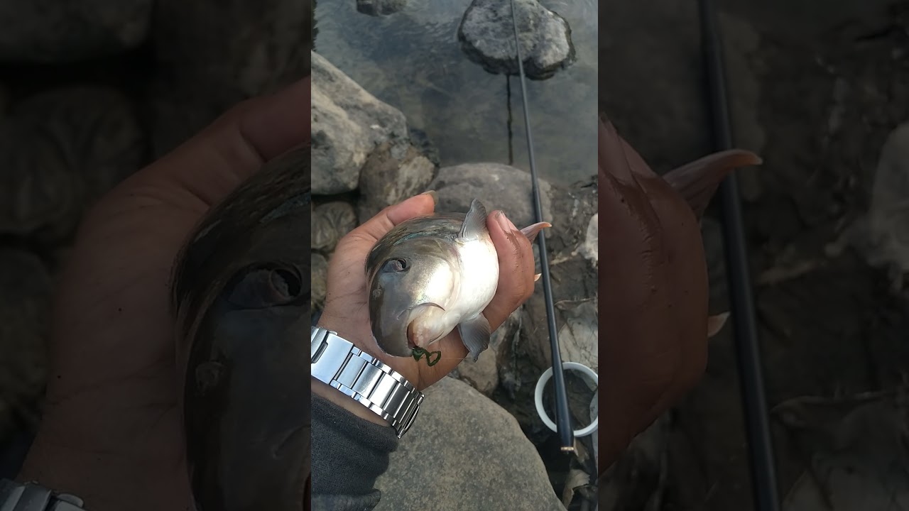 Babon Ikan Nilem Sungai Progo #shorts