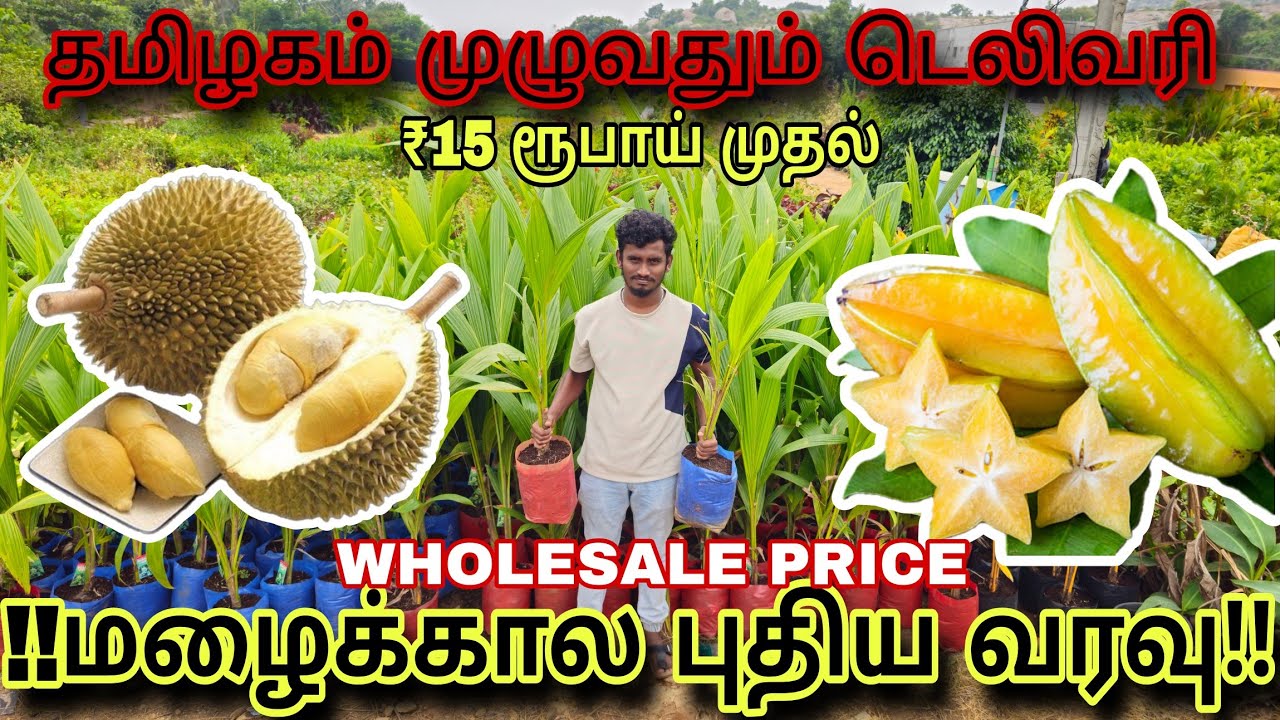 ₹15 ரூபாய் முதல் மழைக்காலத்தில் சிறப்பாக வளரும் 100 வகையான பழச் செடிகள் #நர்சரி #agriculture #fruit