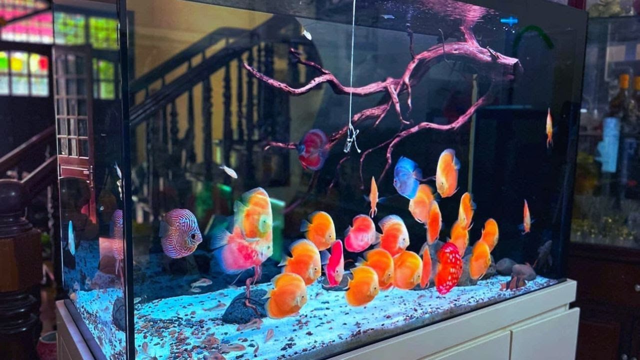 5 Best Home Aquarium for Discus | Most Beautiful Discus Tank