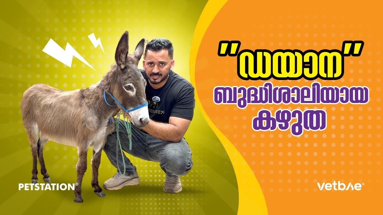 ഡയാന എന്ന കുള്ളൻ കഴുത.. Diana a miniature donkey 🫏