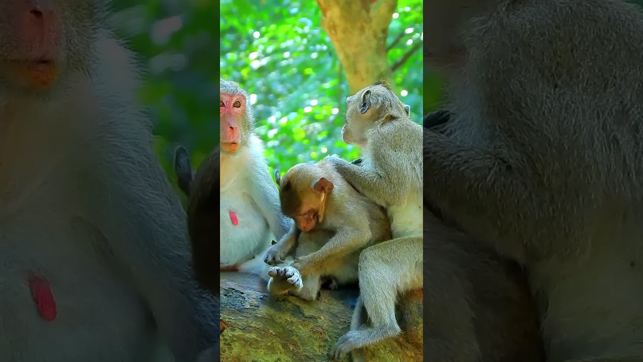 Best Clip Of Monkey Jane With Adorable Baby Jazzy Jonna  lovely Monkey Family.  #monkeyfamily