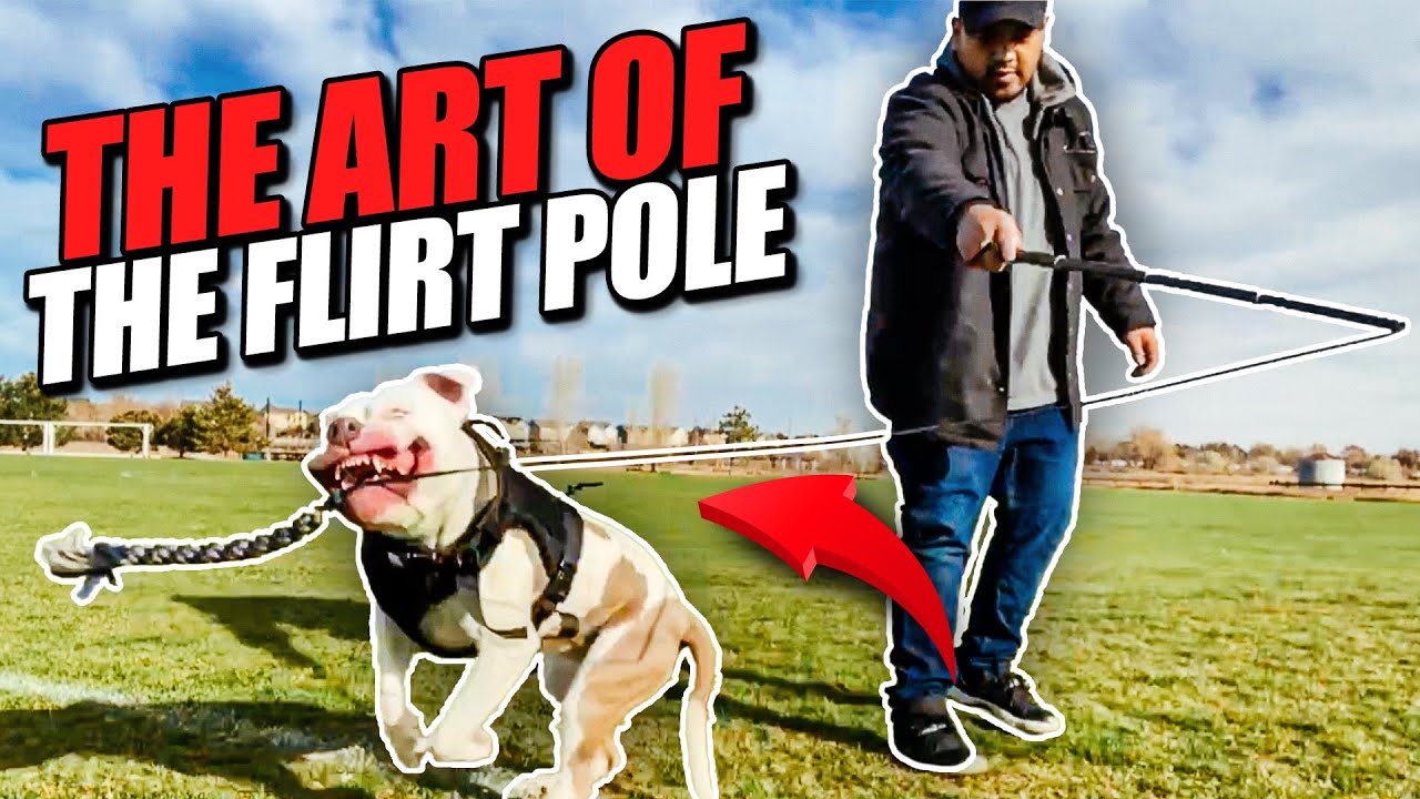 6 reasons why the Flirt pole is the BEST DOG TOY for pit bulls!