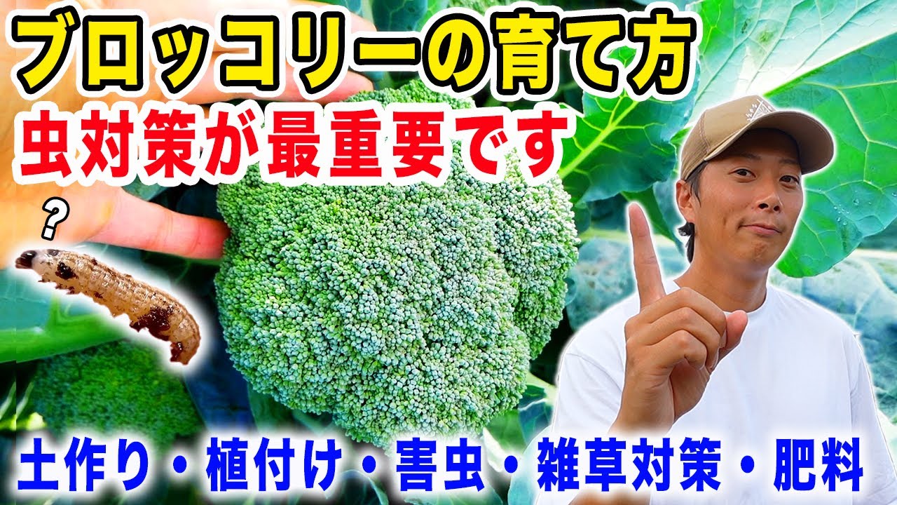 【ブロッコリー】栽培方法　土作りから植付・収穫・虫対策・雑草対策を紹介します
