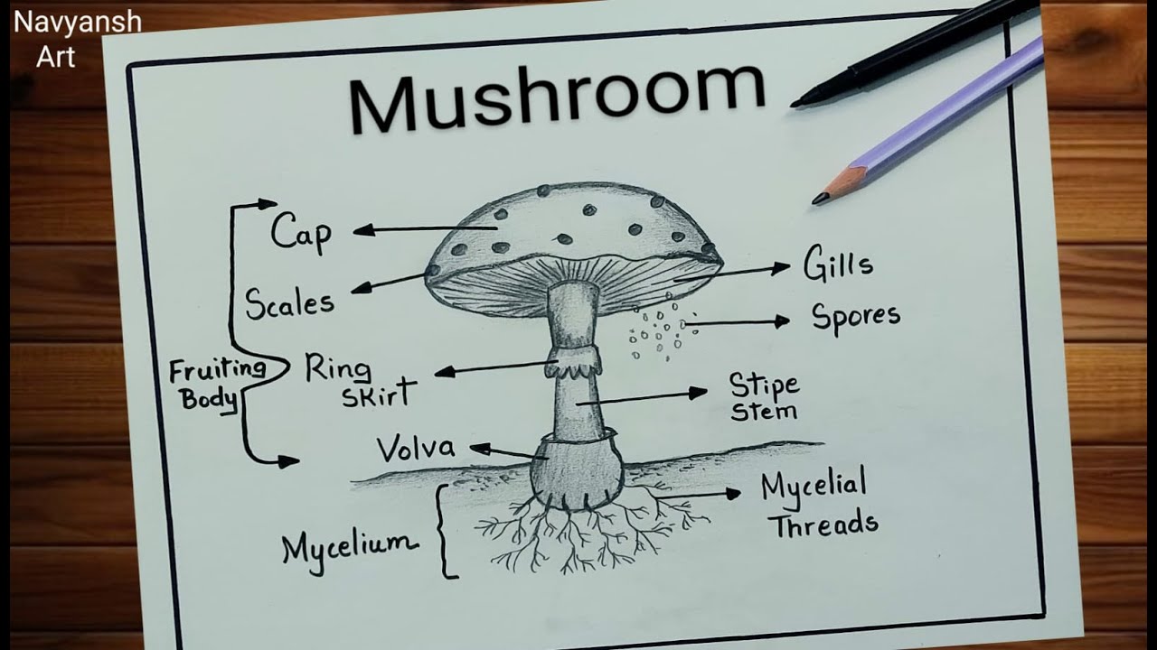 Mushroom labeled diagram drawing / How to draw Agaricus Mushroom diagram / Mushroom diagram drawing