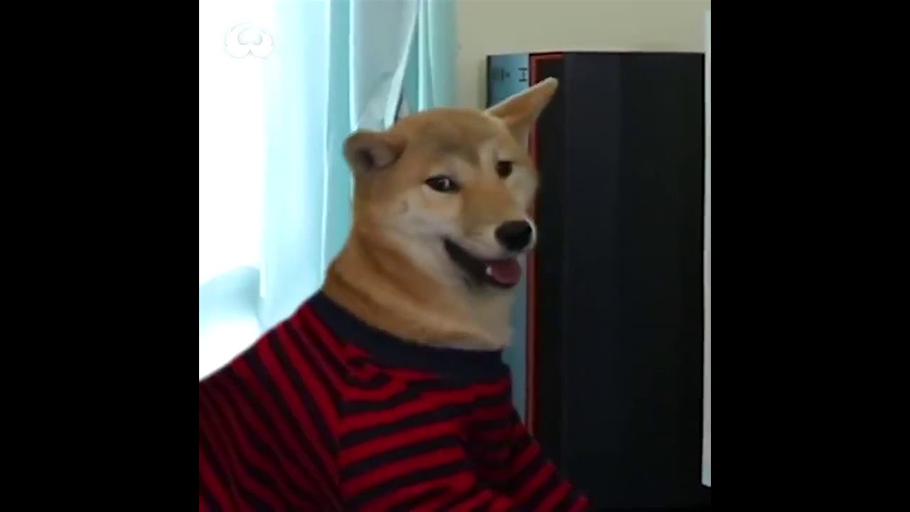 Don’t stop a smartest dog playing video games