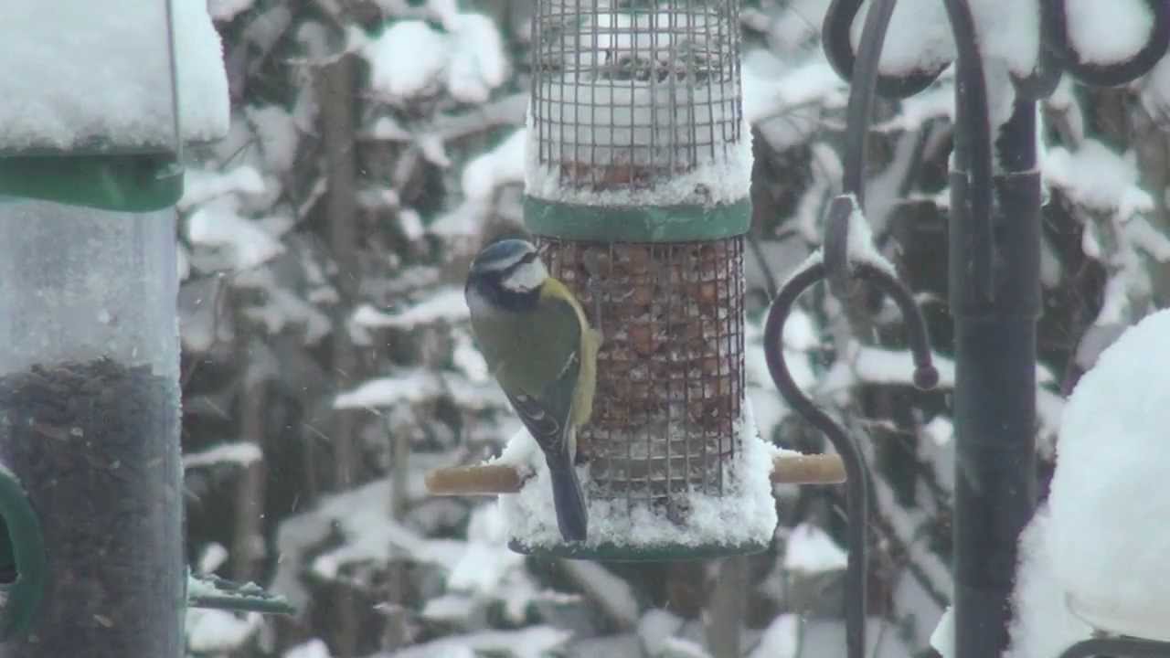 Titli's Busy Garden 2013 Week 3 - There's No Business Like Snow Business