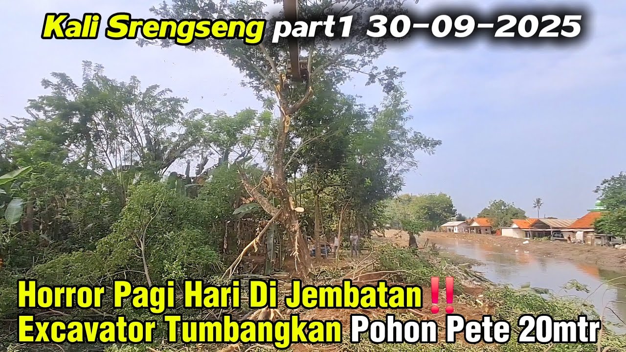 Horror Pagi Hari Di Jembatan‼️ Excavator  Tumbangkan Pohon Pete 20mtr Jadi Bantalan #dedimulyadi