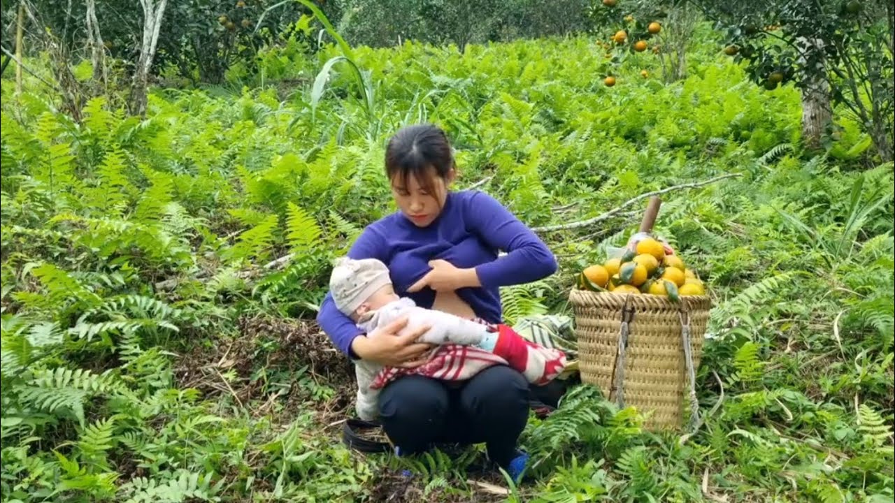 Single mother: Harvesting oranges to sell and cooking with her son / Lý Tiểu Nhi