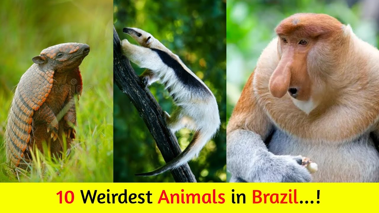 Weirdest Animals in Brazil | Brazil Animals | 10 Unique Animals Found In Brazil | Amazing Society