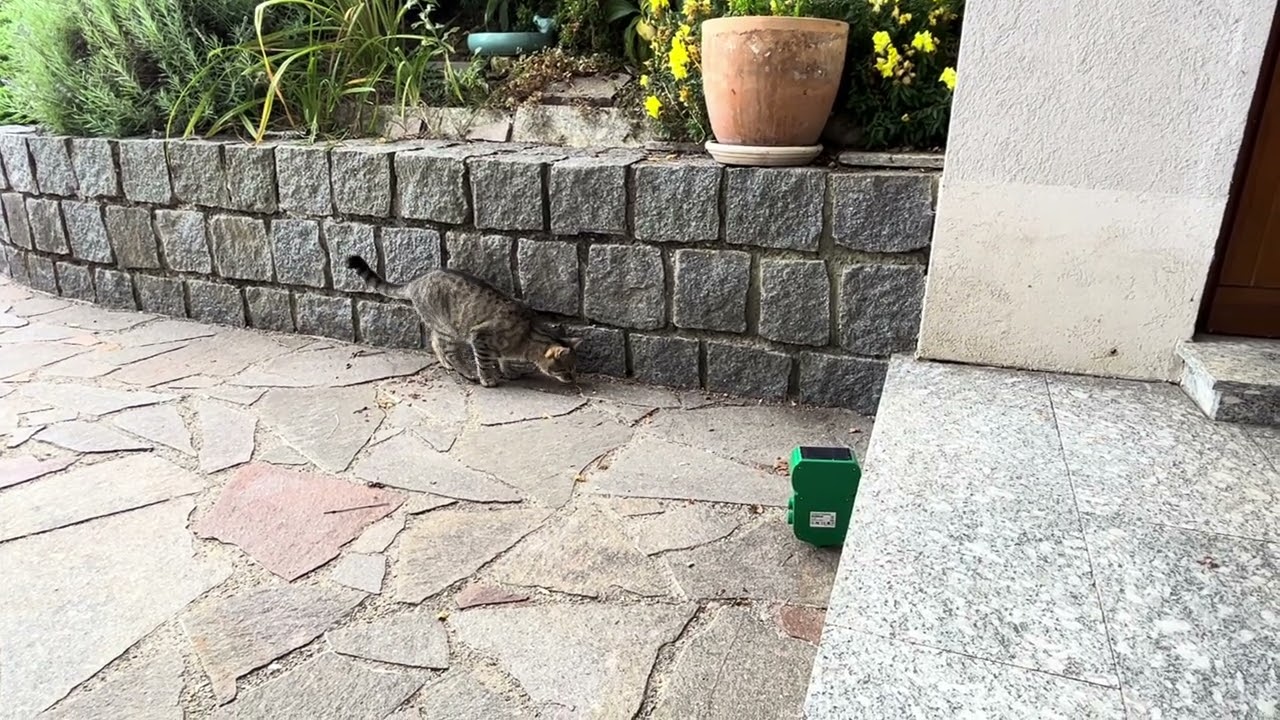 Ultraschall Katzenschreck YOUKK &ndash;&nbsp;Test mit Katze