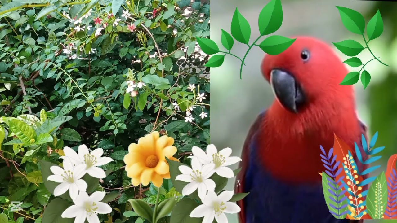 Beautiful Cockatoos 