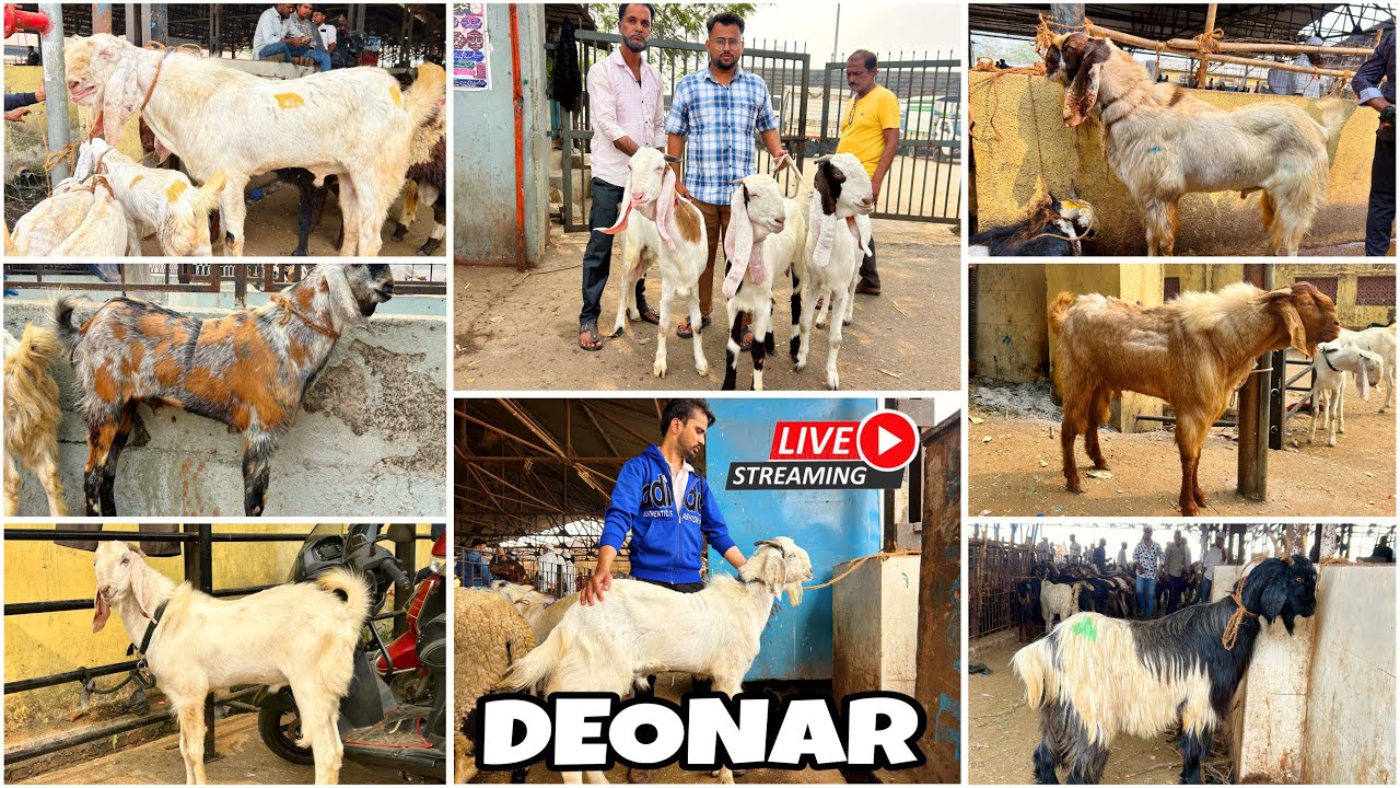 DEONAR BAKRA MANDI LATEST UPDATE 2026 || SATURDAY LIVE MARKET ||