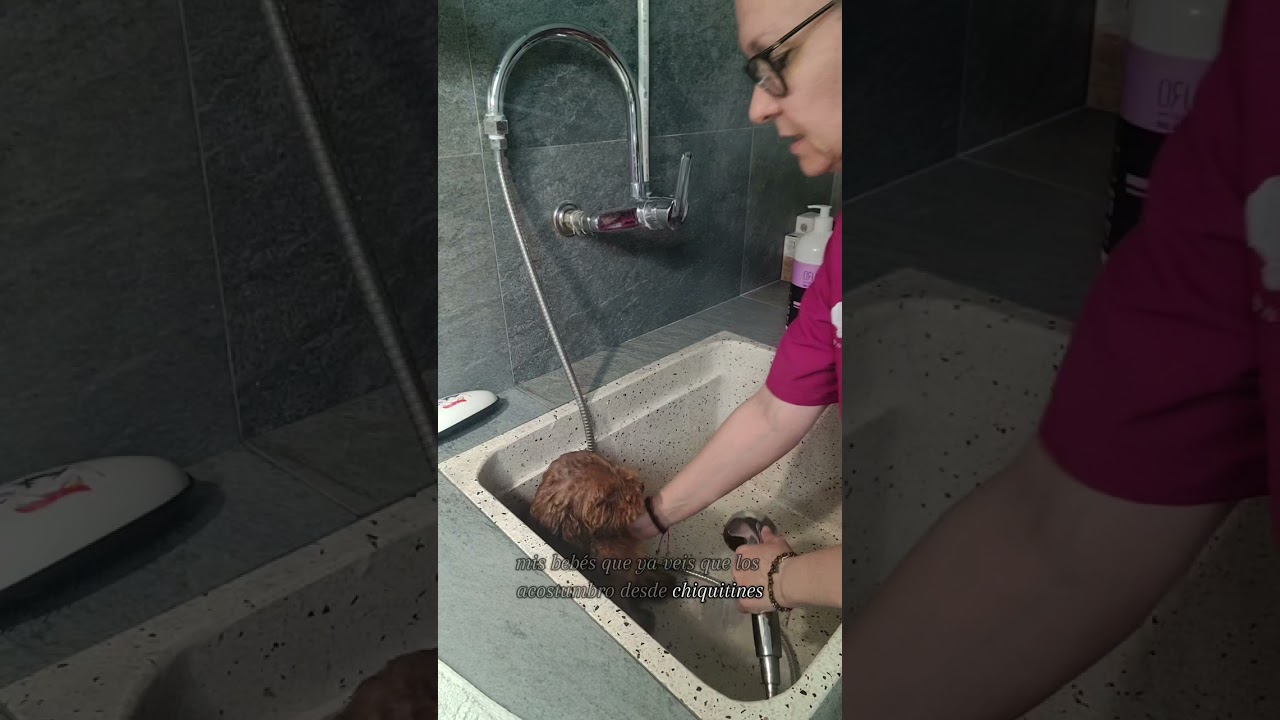 Caniche toy. Como bañar un cachorro que tiene miedo.