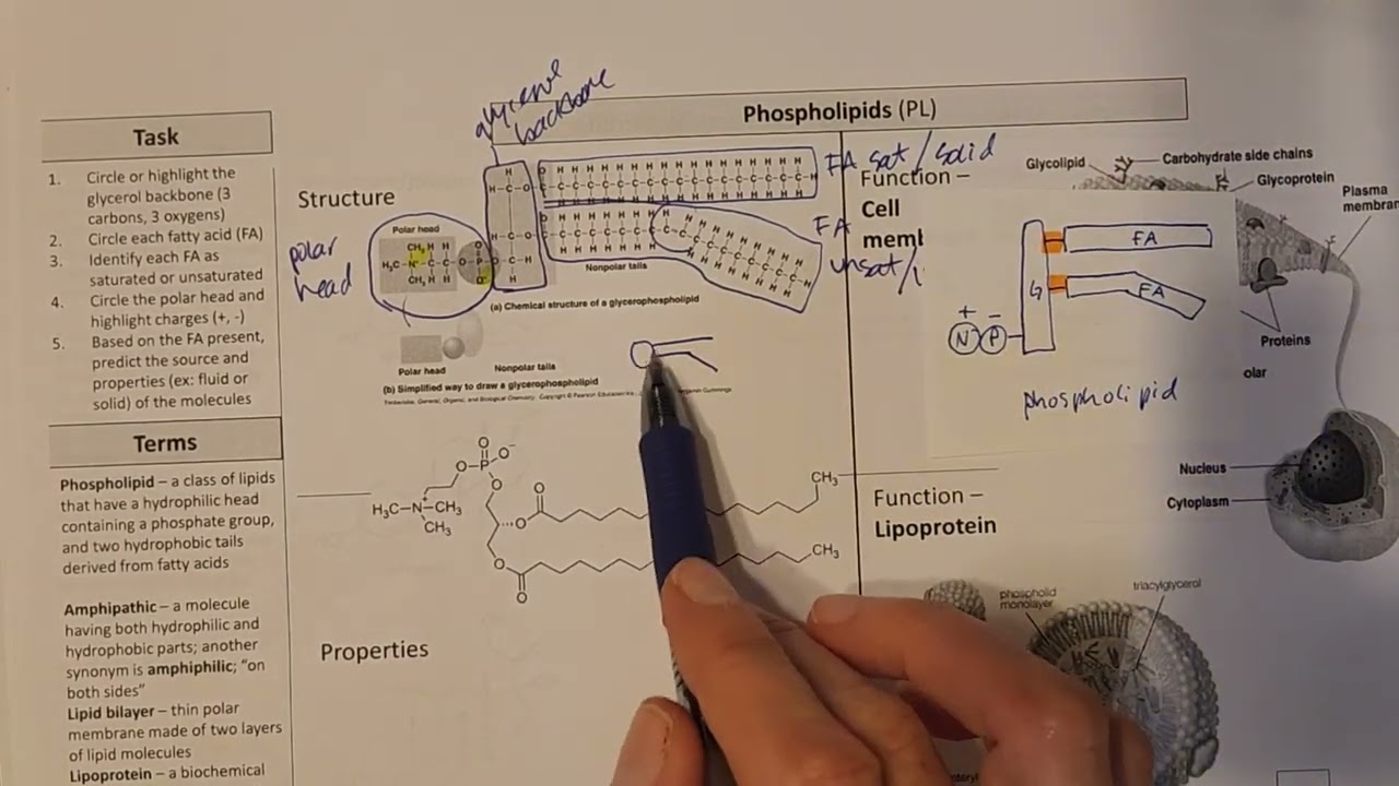 Phospholipids - structure, properties, functions