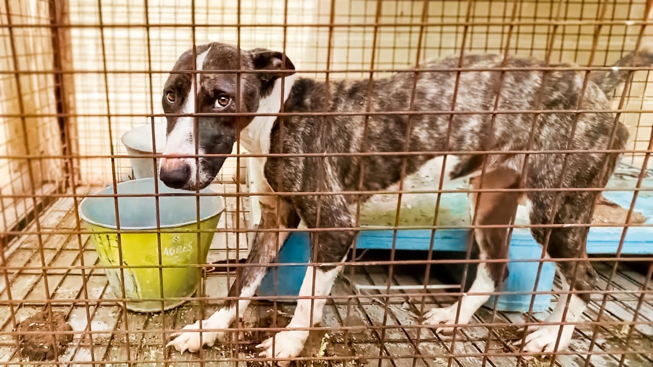 Wir retten einen Hund, der in einem K&auml;fig unter unmenschlichen Bedingungen lebt!