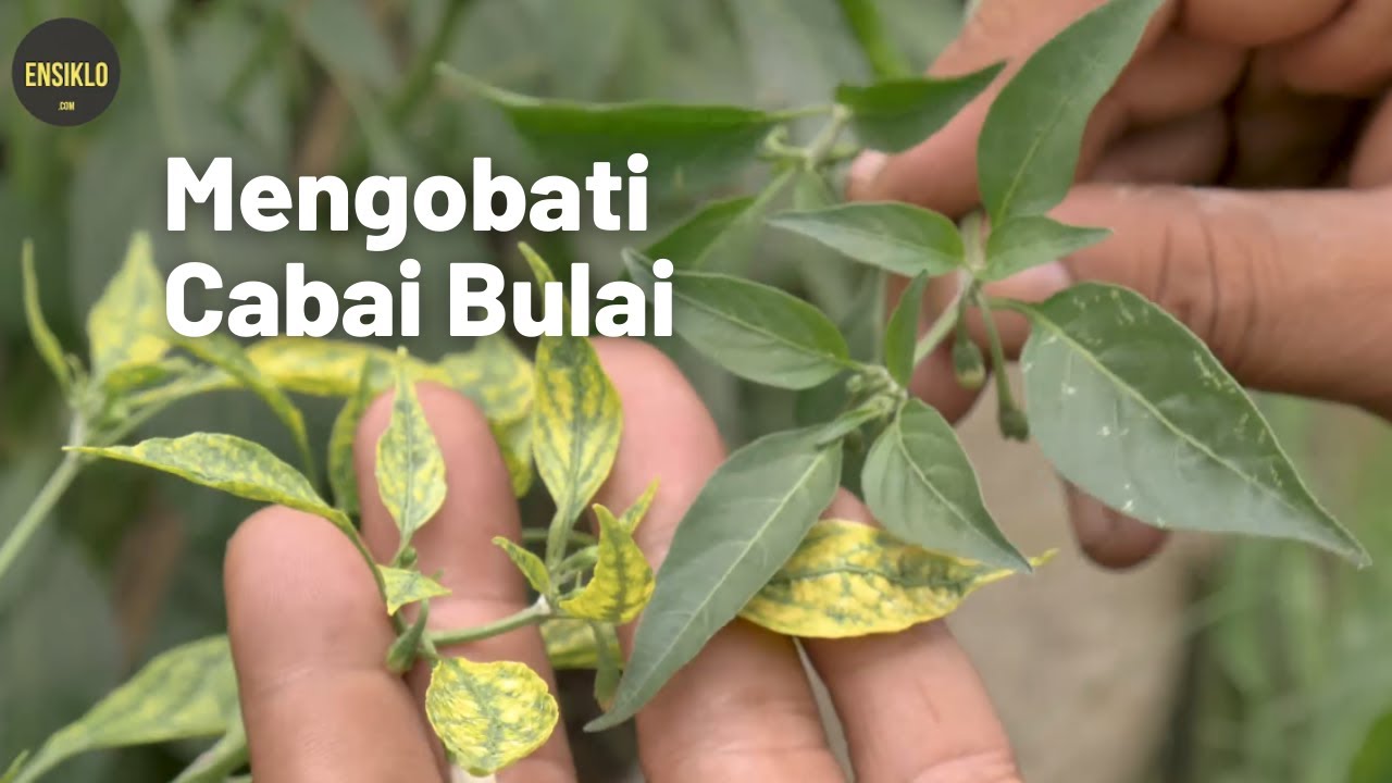 Cara Menangani Penyakit Bulai (Virus Gemini) pada Tanaman Cabai
