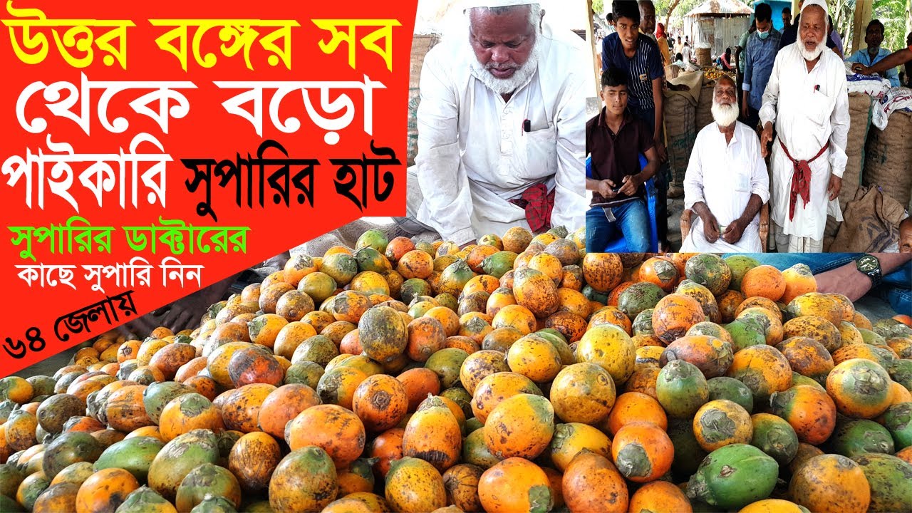 উত্তর বঙ্গের সব থেকে বড়ো পাইকারি এবং খুচরা সুপারির হাট |সুপারির সব থেকে বড়ো হাট (Part-11)