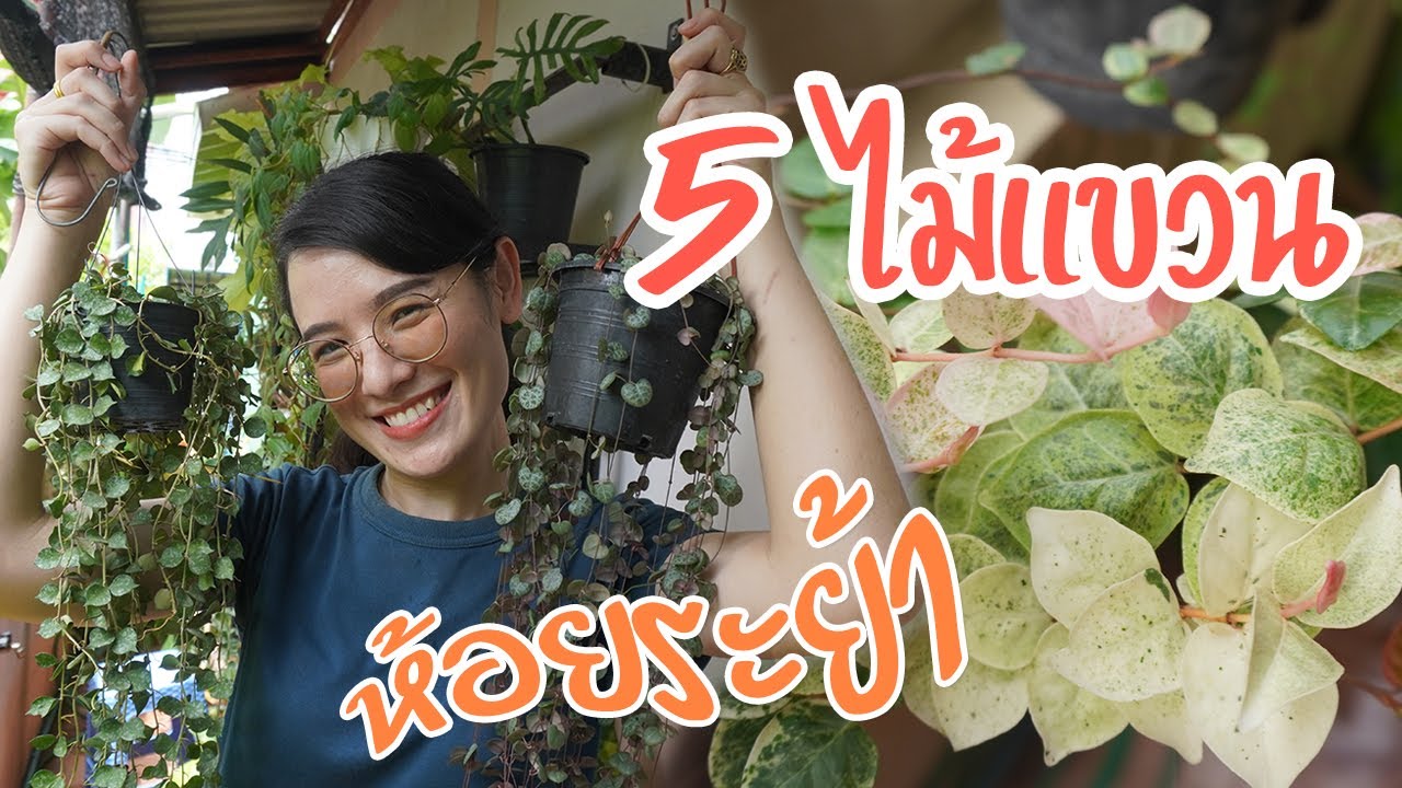 ไม้แขวน ไม้ห้อยระย้า 5 สายพันธุ์ #ต้นไม้แขวน #ต้นโตเกียวสโนว์