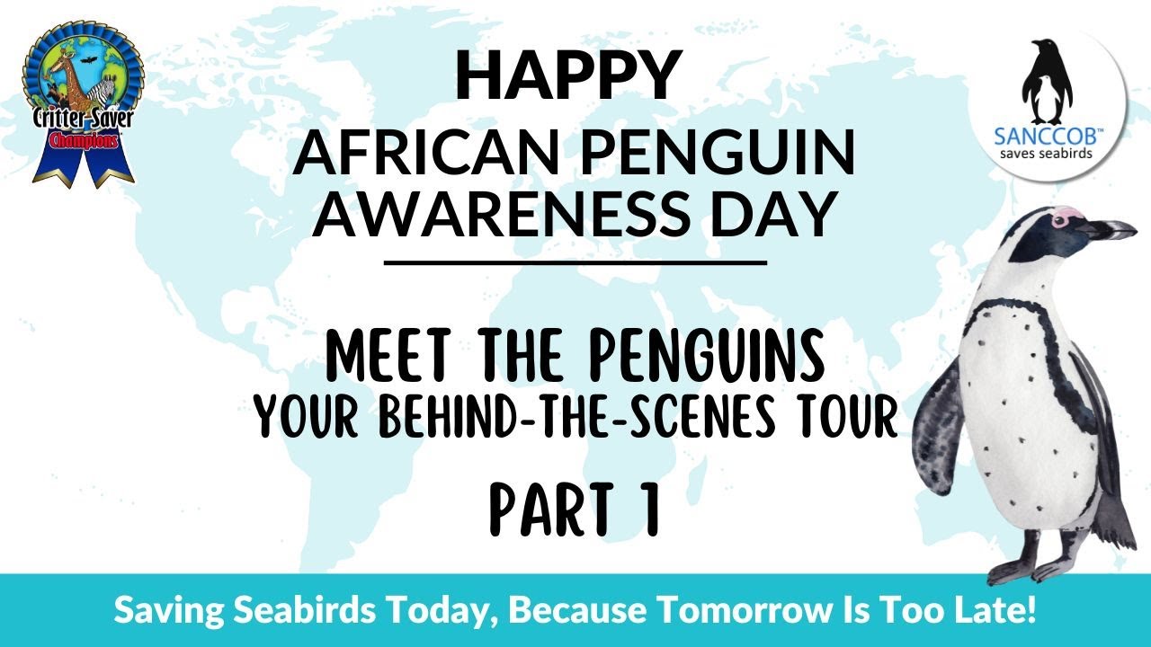 Celebrate African Penguins with a Behind-the-Scenes Tour-SANCCOB-C S Wurzberger the Critter Saver