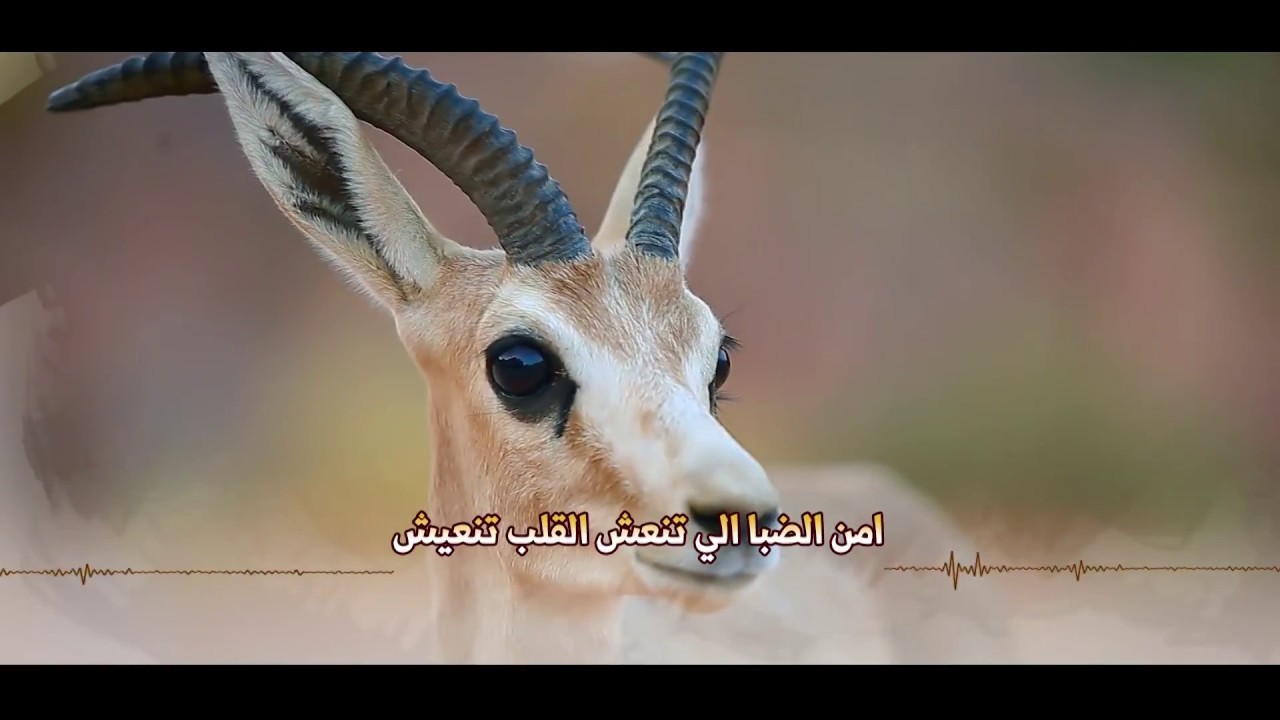 حل وقت المطاريش - كلمات الشاعر : منصور بن فلاح بن جدعان - أداء : علي العامر