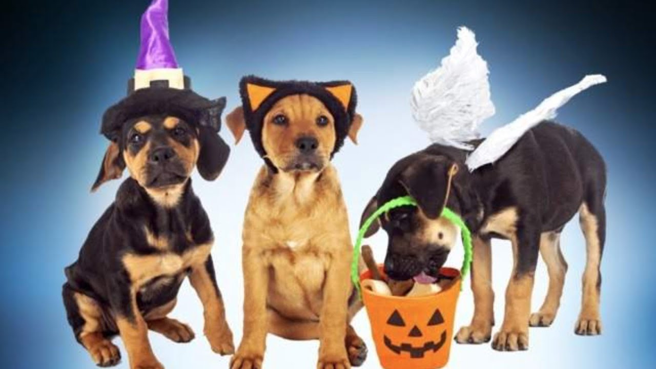 Halloween can be a scary time for pets. Keep them safe with these tips