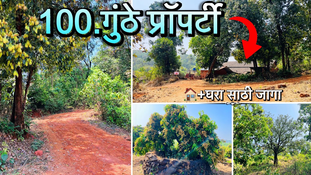 👀100.गुंठे जागा 🏠+घरासाठी जागा आपल्या बजेट मध्ये 🌴गावठी कोकणी आंबा बाग 🥭#viral #konkanproperty 