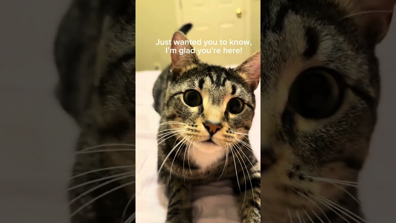 The Cats Family: Compilation Episode 3 - Long Format of Our Shorts #catcompilation #funny and #fails