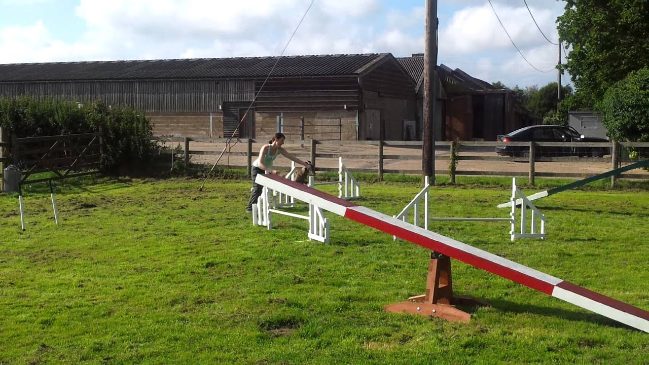 Greyhound agility