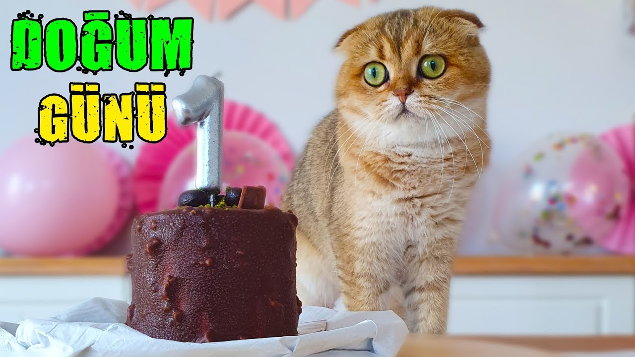 KEDİMİZ MİLA'NIN DOĞUM GÜNÜNÜ KUTLADIK !! (Kedim 1 Yaşında)