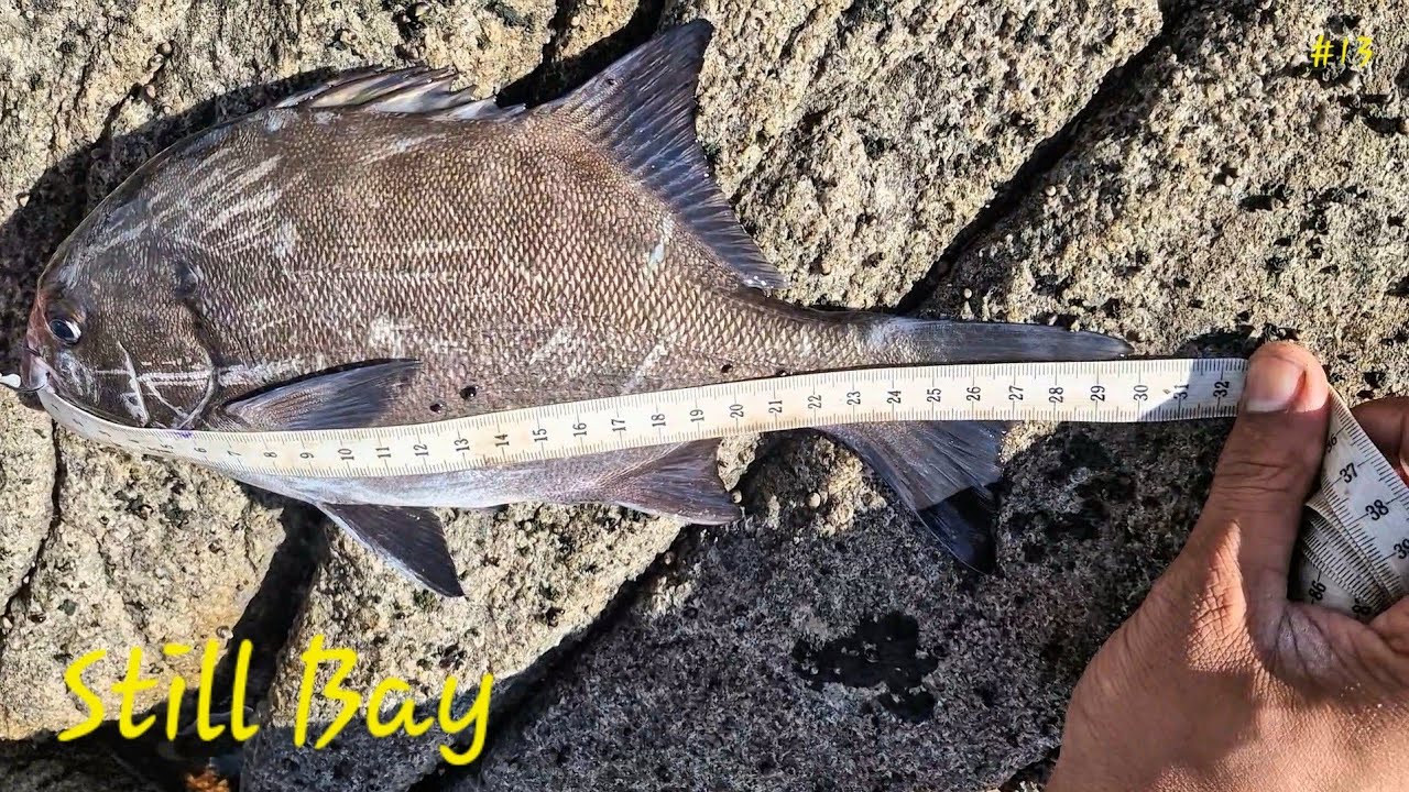 Fishing Stillbaai ( day 1-2 )