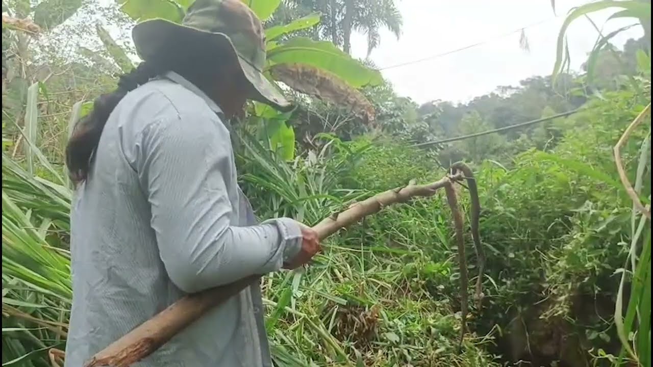 Tremenda serpiente. Se van a sorprender de que tamaño fue la culebra que le mordió a mi Jhoncito.