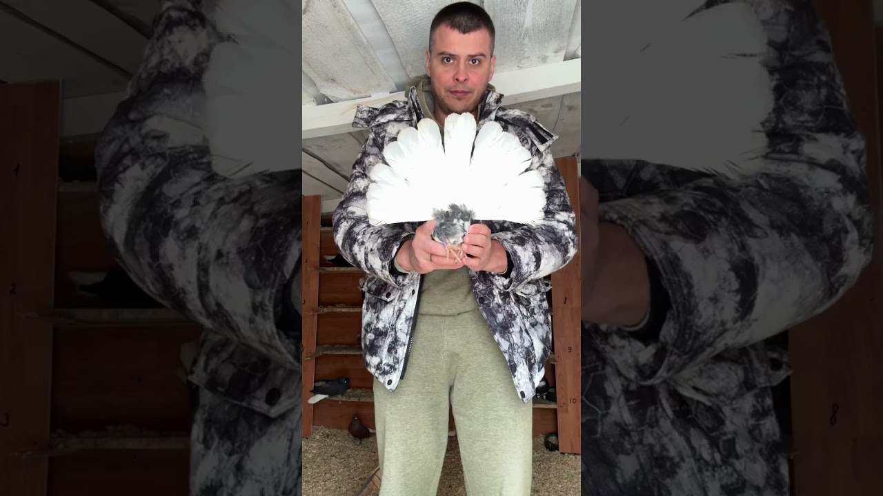 Голуби Тамбова ! С Новым годом , друзья! 🙏