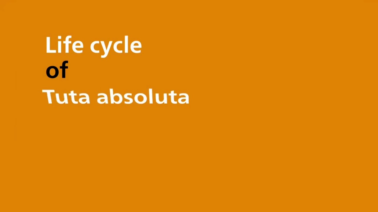 Life Cycle of Tuta absoluta
