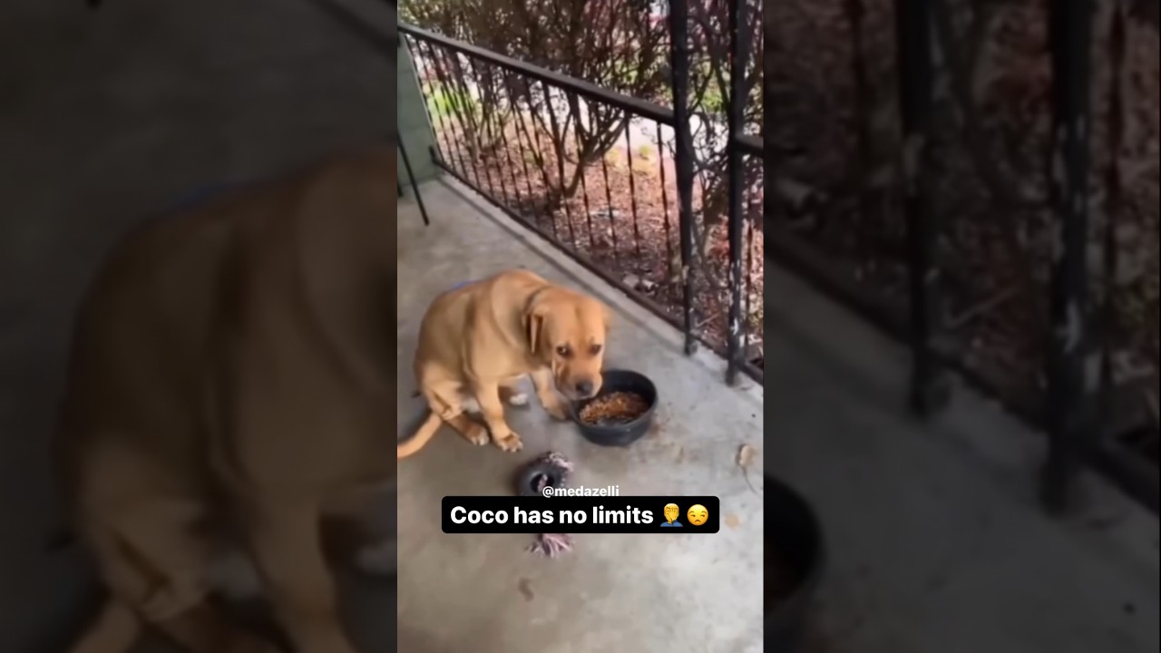Coco Might Go Back To The Pound 💔