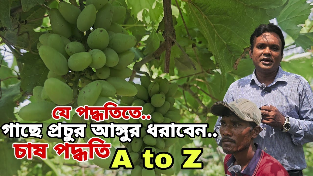মিষ্টি আঙ্গুর চাষে ব্যাপক সফলতা | আঙ্গুর চাষ পদ্ধতি | Agro Dream Bangla