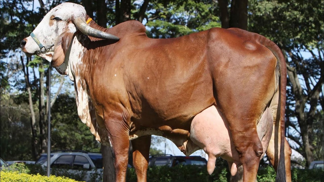 Doadoras Gir Leiteiro Só as TOP