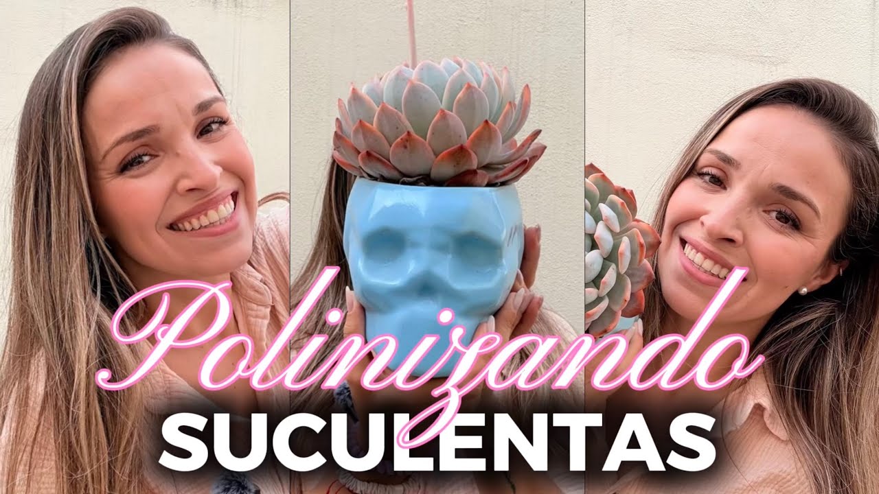 Te muestro como polinizo las flores de mis suculentas 