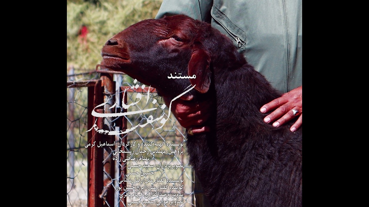 اصلاح نژاد گوسفند افشاری