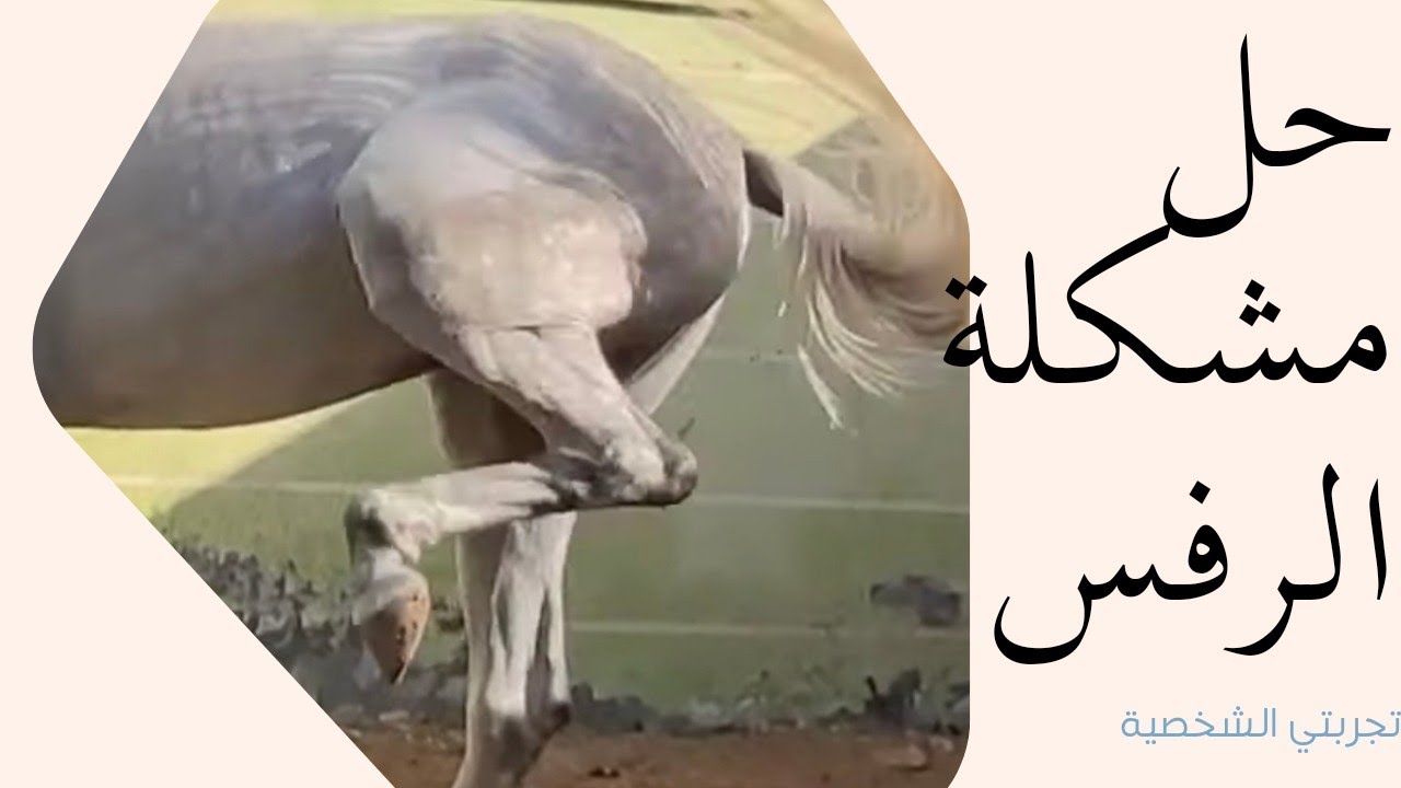 حل مشكلة الرفس في الخيل بطريقه سهله