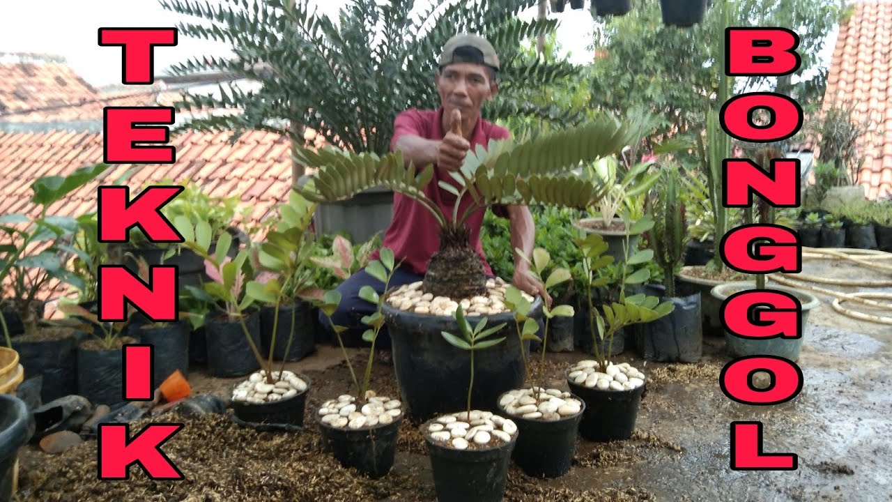 CARA PERBANYAK SIKAS JAMIA DAN MENANAMNYA !! PART 1